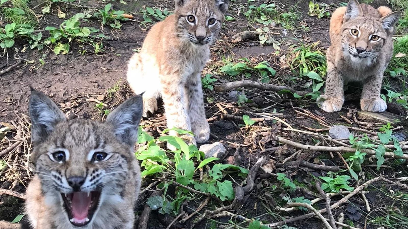 Lynx family at Wild Place 18.09.21 by keeper Zoe Greenhill